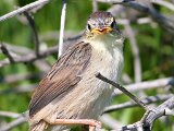 ek soek kos  Vleitintinkies chick- Levallants Cisticla : frieda